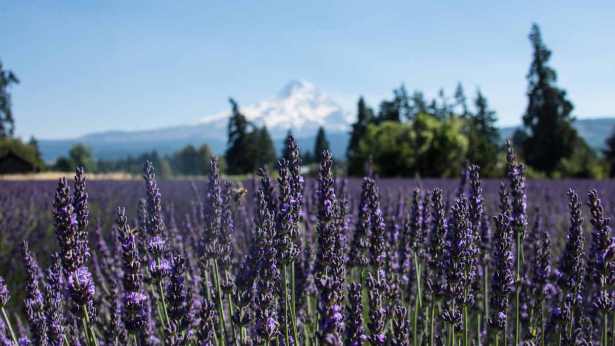 Mt Hood From Lavender Farm